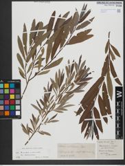 Foto von Salix triandra L. x Salix viminalis L.